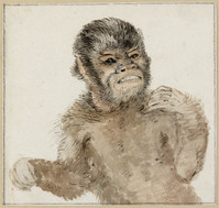 Q+ 064b
<br/>
Dood aapje
<br/>
<em>Borssom, Anthonie van (1630/31-1677) - toegeschreven aan</em>